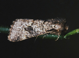 Leucochlaena aenigma